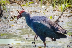 SriLanka0277