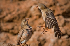 Trumpeter-finches5249-wcpf