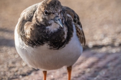 Turnstone, S Devon