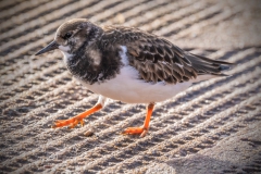 Turnstone, S Devon