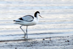 avocet01