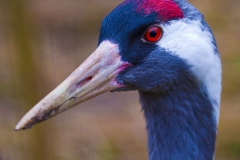 Crane, Slimbridge