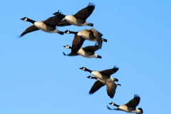 Canada Geese