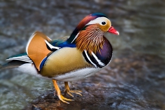 mandarin duck, Yarner