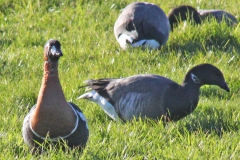 red-breasted goose, Exe Estuary