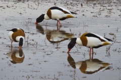 Shelduck