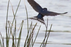 swallow-7904