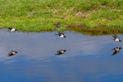 Swallow in flight