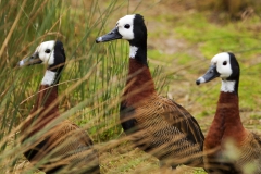 white-faced whistling duck, Slimbridge