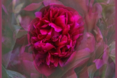 peony1973