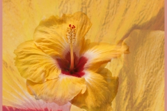 yellow-flower4909