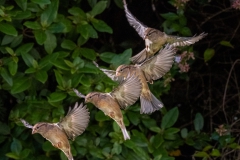 House sparrow in flight