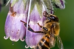 Allotment-Honey-bee2742-dn-SharpenAI-focus-dn