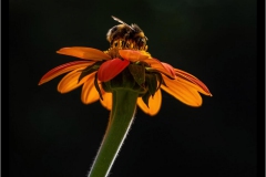 Allotment-bee-fly2770-dn