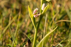 Bee Orchid