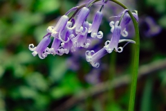 English Bluebell