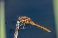 Common-Darter0633-dn-1