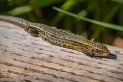 Common Lizard