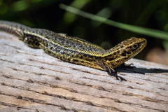 Common Lizard