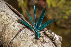 Demoiselle display