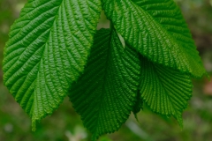 Elm leaves