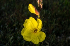 Evening Primrose