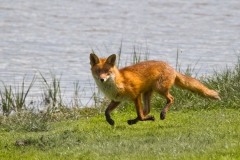 Fox, RSPB Bowling Green Marsh.