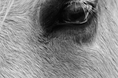 Horse-eye7863