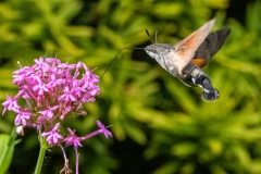 Humming bird hawkmoth