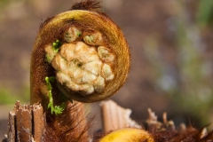 Furled Fern