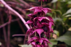 Leycesteria formosa