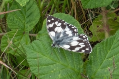 Marbled White