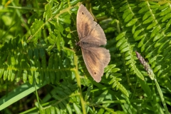 Meadow Brown -possibly