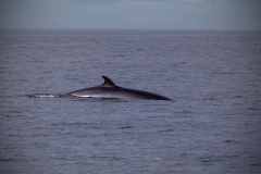 Minke Whale, Whitby