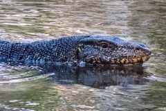 Monitor Lizard, Sri Lanka