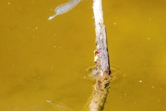 Red-Eye0804-dn