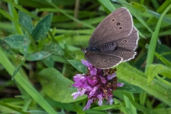 Ringlet