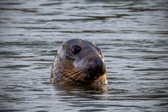 Common Seal in Teignmouth Harbour