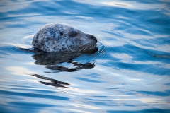 Common Seal, Isle of Skye