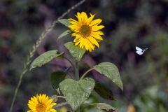 Two Sunflowers and a large white