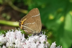 White Letter hairstreak