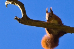 Red Squirrel, Escot
