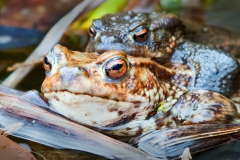 Two Toads